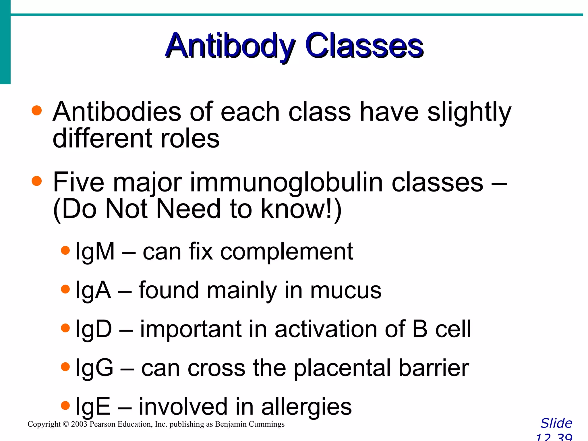Antibody Classes Slide 12.39 Copyright © 2003 Pearson Education, Inc. publishing as Benjamin Cummings Antibodies of each class have slightly different roles Five major immunoglobulin classes – (Do Not Need to know!) IgM – can fix complement IgA – found mainly in mucus IgD – important in activation of B cell IgG – can cross the placental barrier IgE – involved in allergies 