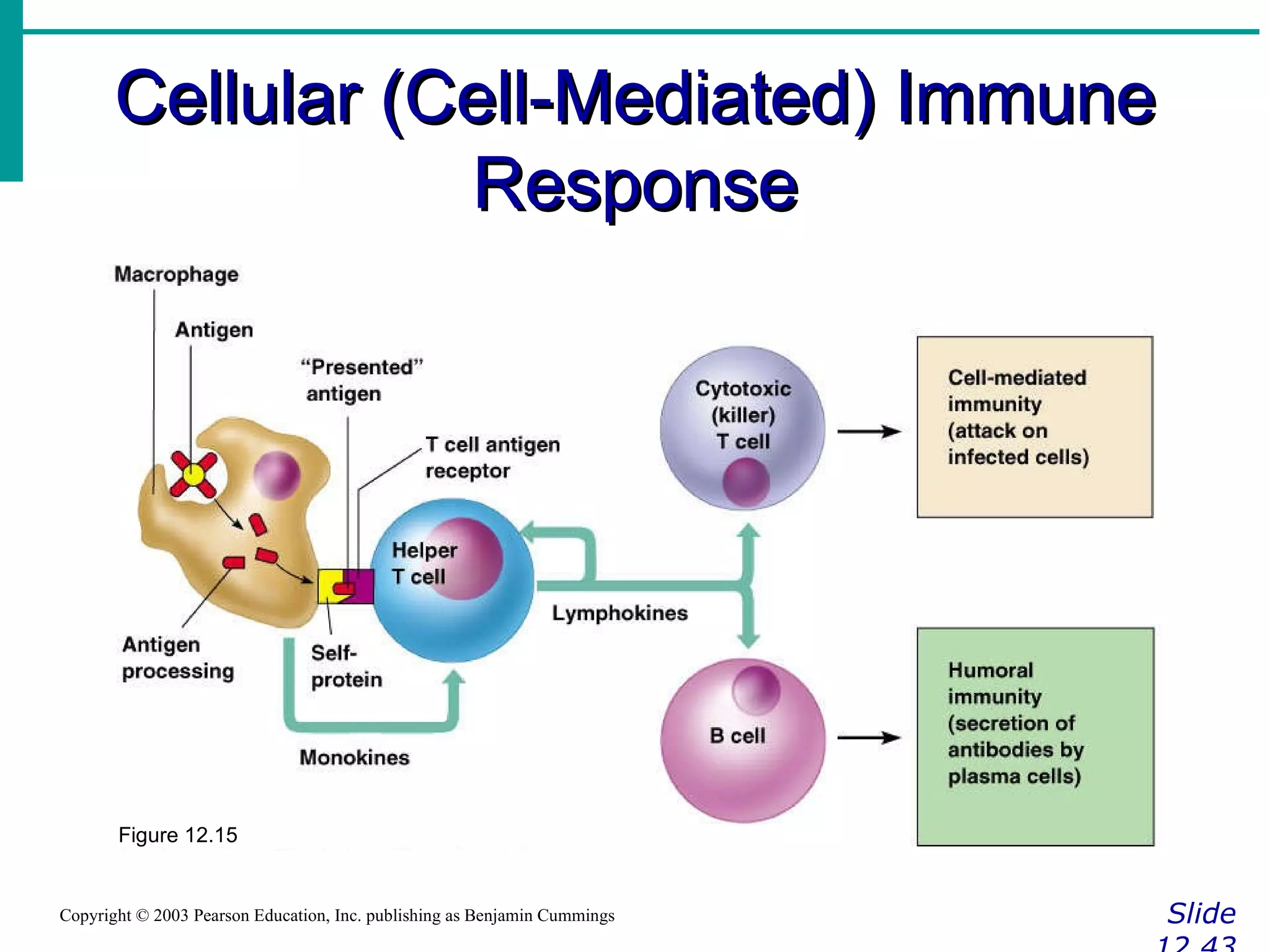Cellular (Cell-Mediated) Immune Response Slide 12.43 Copyright © 2003 Pearson Education, Inc. publishing as Benjamin Cummings Figure 12.15 