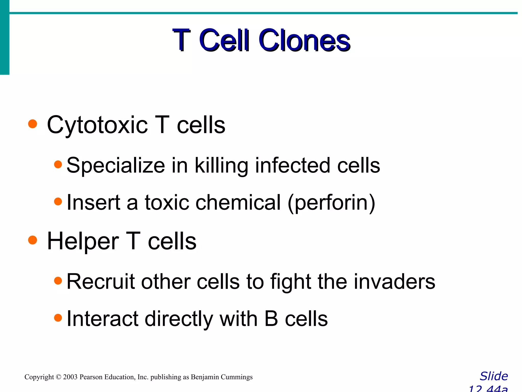 T Cell Clones Slide 12.44a Copyright © 2003 Pearson Education, Inc. publishing as Benjamin Cummings Cytotoxic T cells Specialize in killing infected cells Insert a toxic chemical (perforin) Helper T cells Recruit other cells to fight the invaders Interact directly with B cells 