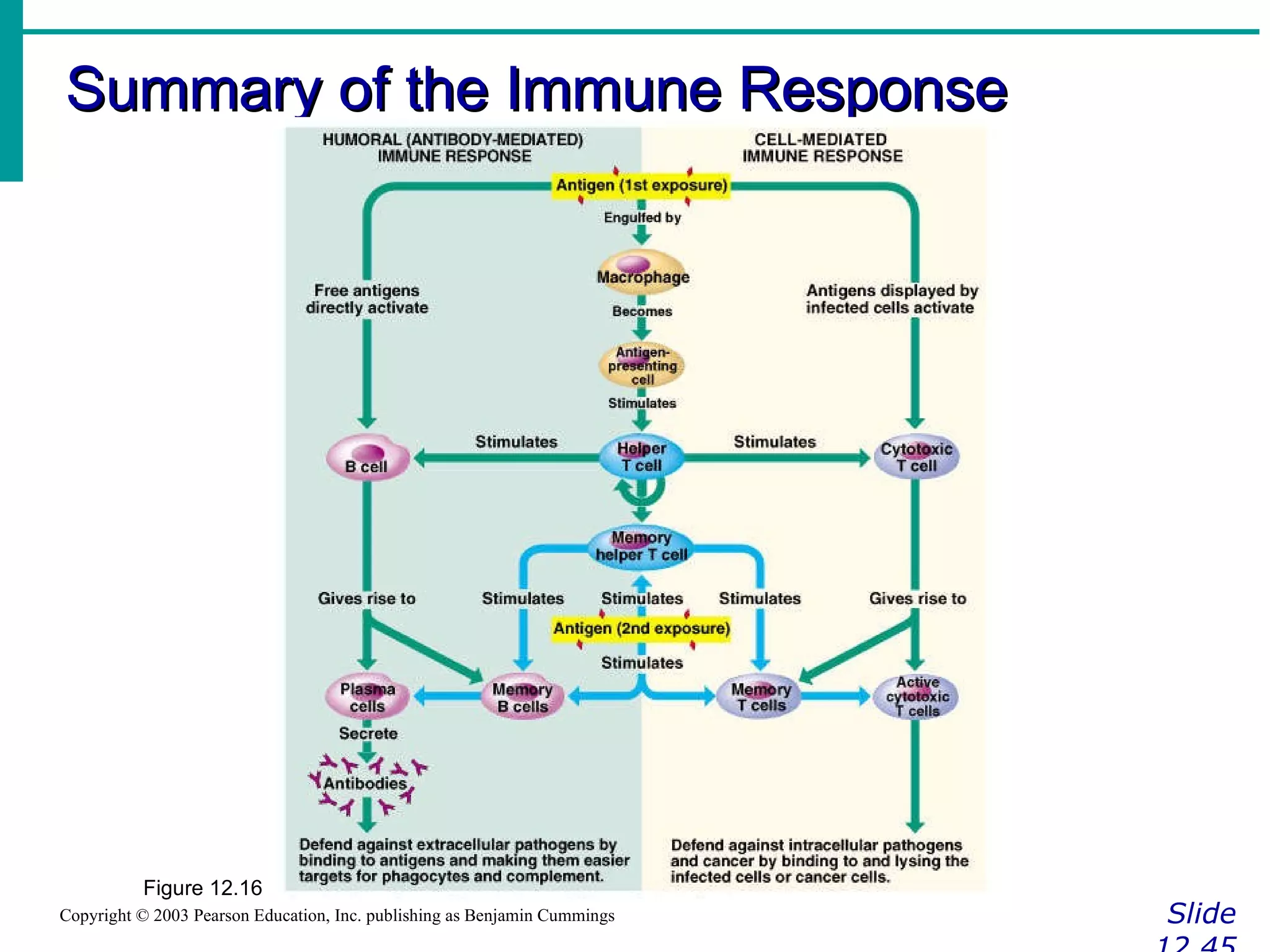 Summary of the Immune Response Slide 12.45 Copyright © 2003 Pearson Education, Inc. publishing as Benjamin Cummings Figure 12.16 