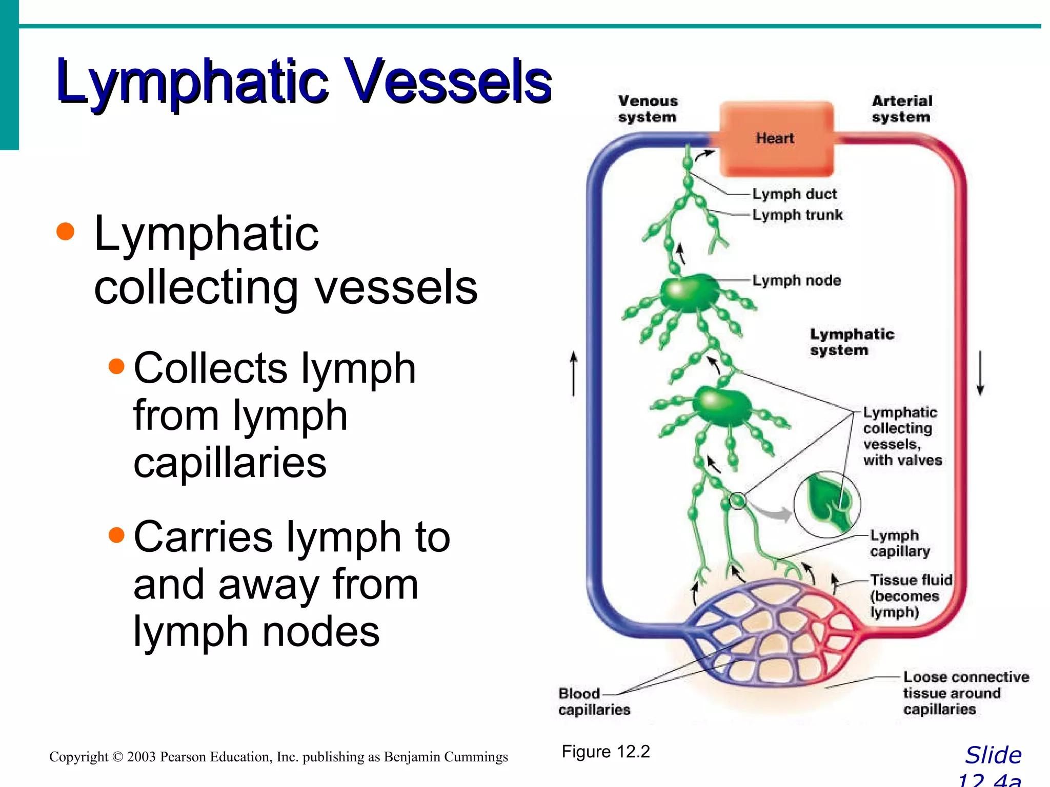 Lymphatic Vessels Slide 12.4a Copyright © 2003 Pearson Education, Inc. publishing as Benjamin Cummings Lymphatic collecting vessels Collects lymph from lymph capillaries Carries lymph to and away from lymph nodes Figure 12.2 
