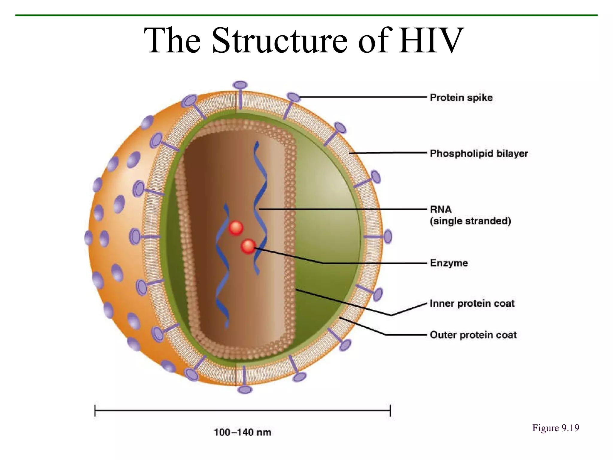 The Structure of HIV Figure 9.19 