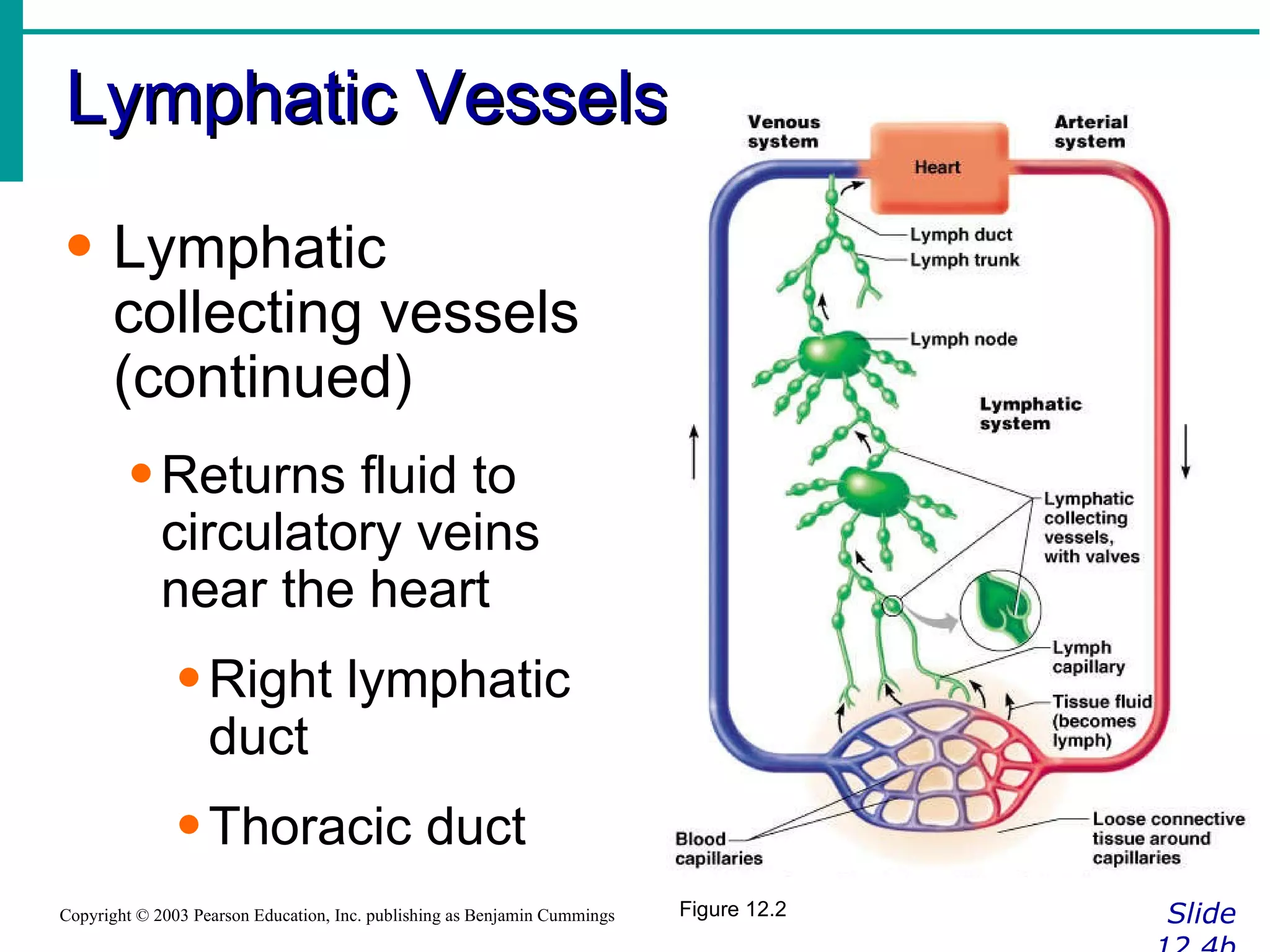 Lymphatic Vessels Slide 12.4b Copyright © 2003 Pearson Education, Inc. publishing as Benjamin Cummings Lymphatic collecting vessels (continued) Returns fluid to circulatory veins near the heart Right lymphatic duct Thoracic duct Figure 12.2 