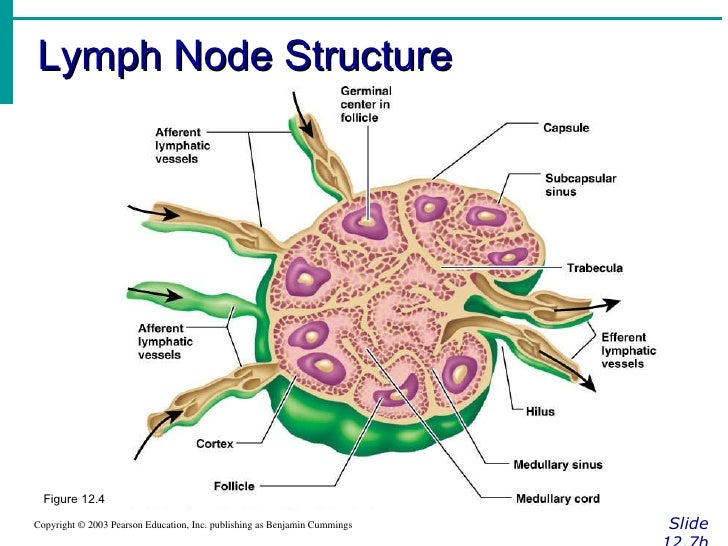 lymph nodes lymphatic lymph nodes lymphatic