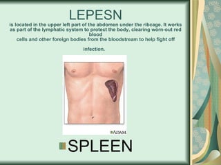 LEPESN is located in the upper left part of the abdomen under the ribcage. It works as part of the lymphatic system to protect the body, clearing worn-out red blood cells and other foreign bodies from the bloodstream to help fight off infection.   SPLEEN 