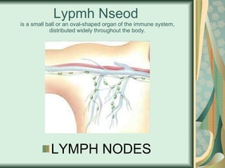 Lypmh Nseod   is a small ball or an oval-shaped organ of the immune system, distributed widely throughout the body. LYMPH NODES 