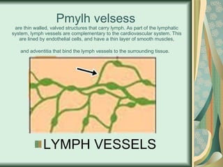   Pmylh velsess  are thin walled, valved structures that carry lymph. As part of the lymphatic system, lymph vessels are complementary to the cardiovascular system. This are lined by endothelial cells, and have a thin layer of smooth muscles, and adventitia that bind the lymph vessels to the surrounding tissue.   LYMPH VESSELS 