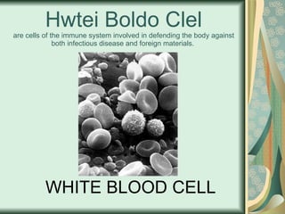Hwtei Boldo Clel are cells of the immune system involved in defending the body against both infectious disease and foreign materials.  WHITE BLOOD CELL 