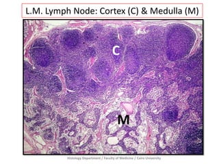Histology Department / Faculty of Medicine / Cairo University
L.M. Lymph Node: Cortex (C) & Medulla (M)
C
M
 