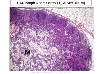 Histology Department / Faculty of Medicine / Cairo University
L.M. Lymph Node: Cortex ( C) & Medulla(M)
C
M
 