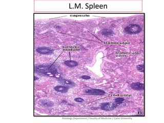 Histology Department / Faculty of Medicine / Cairo University
L.M. Spleen
 