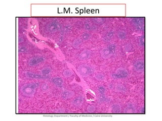 Histology Department / Faculty of Medicine / Cairo University
L.M. Spleen
 