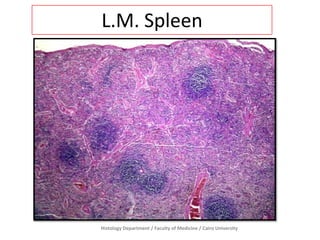 Histology Department / Faculty of Medicine / Cairo University
L.M. Spleen
 