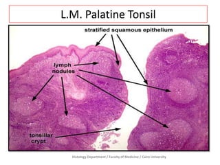 Histology Department / Faculty of Medicine / Cairo University
L.M. Palatine Tonsil
 
