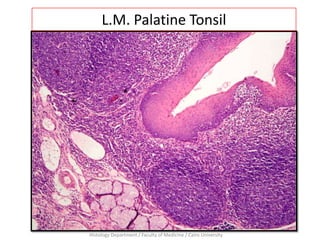 Histology Department / Faculty of Medicine / Cairo University
L.M. Palatine Tonsil
 