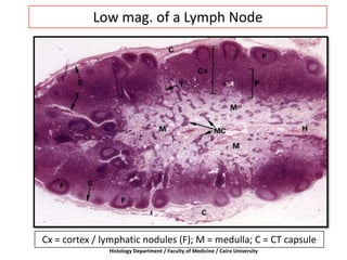Low mag. of a Lymph Node
Cx = cortex / lymphatic nodules (F); M = medulla; C = CT capsule
Histology Department / Faculty of Medicine / Cairo University
 
