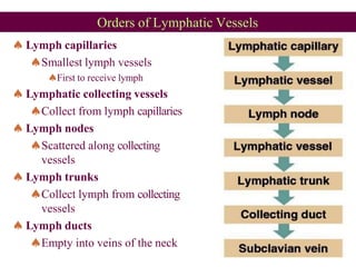 Orders of Lymphatic Vessels
Lymph capillaries
Smallest lymph vessels
First to receive lymph
Lymphatic collecting vessels
Collect from lymph capillaries
Lymph nodes
Scattered along collecting
vessels
Lymph trunks
Collect lymph from collecting
vessels
Lymph ducts
Empty into veins of the neck
 