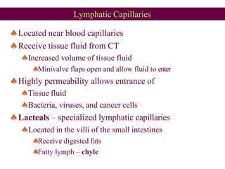 Lymphatic Capillaries
Located near blood capillaries
Receive tissue fluid from CT
Increased volume of tissue fluid
Minivalve flaps open and allow fluid to enter
Highly permeability allows entrance of
Tissue fluid
Bacteria, viruses, and cancer cells
Lacteals – specialized lymphatic capillaries
Located in the villi of the small intestines
Receive digested fats
Fatty lymph – chyle
 