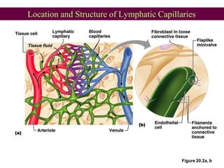 Location and Structure of Lymphatic Capillaries
Figure 20.2a, b
 