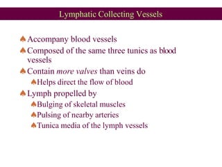 Lymphatic Collecting Vessels
Accompany blood vessels
Composed of the same three tunics as blood
vessels
Contain more valves than veins do
Helps direct the flow of blood
Lymph propelled by
Bulging of skeletal muscles
Pulsing of nearby arteries
Tunica media of the lymph vessels
 