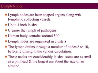 Lymph Nodes
Lymph nodes are bean shaped organs along with
lymphatic collecting vessels
Up to 1 inch in size
Cleanse the lymph of pathogens
Human body contains around 500
Lymph nodes are organized in clusters
The lymph drains through a number of nodes 8 to 10,
before returning to the venous circulation.
These nodes are considerably in size: some are as small
as a pin head & the largest are about the size of an
almond
 