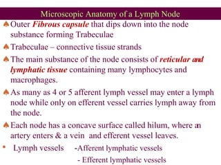 Microscopic Anatomy of a Lymph Node
Outer Fibrous capsule that dips down into the node
substance forming Trabeculae
Trabeculae – connective tissue strands
The main substance of the node consists of reticular and
lymphatic tissue containing many lymphocytes and
macrophages.
As many as 4 or 5 afferent lymph vessel may enter a lymph
node while only on efferent vessel carries lymph away from
the node.
Each node has a concave surface called hilum, where an
artery enters & a vein and efferent vessel leaves.
• Lymph vessels -Afferent lymphatic vessels
- Efferent lymphatic vessels
 