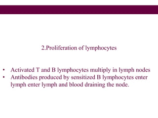 2.Proliferation of lymphocytes
• Activated T and B lymphocytes multiply in lymph nodes
• Antibodies produced by sensitized B lymphocytes enter
lymph enter lymph and blood draining the node.
 