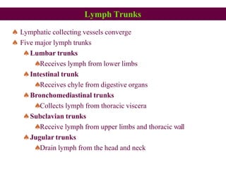Lymph Trunks
 Lymphatic collecting vessels converge
 Five major lymph trunks
Lumbar trunks
Receives lymph from lower limbs
Intestinal trunk
Receives chyle from digestive organs
Bronchomediastinal trunks
Collects lymph from thoracic viscera
Subclavian trunks
Receive lymph from upper limbs and thoracic wall
Jugular trunks
Drain lymph from the head and neck
 