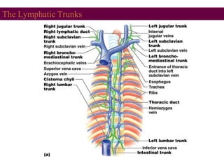 The Lymphatic Trunks
 