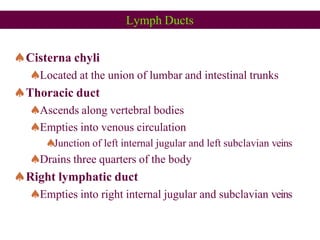 Lymph Ducts
Cisterna chyli
Located at the union of lumbar and intestinal trunks
Thoracic duct
Ascends along vertebral bodies
Empties into venous circulation
Junction of left internal jugular and left subclavian veins
Drains three quarters of the body
Right lymphatic duct
Empties into right internal jugular and subclavian veins
 
