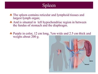 Spleen
The spleen contains reticular and lymphoid tissues and
largest lymph organ;
And is situated in left hypochondriac region in between
the fundus of stomach and the diaphragm.
Purple in color, 12 cm long, 7cm wide and 2.5 cm thick and
weighs about 200 g.
 
