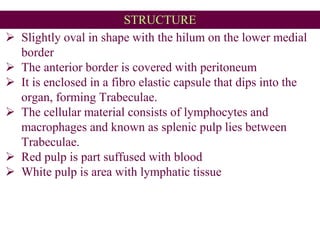 STRUCTURE
 Slightly oval in shape with the hilum on the lower medial
border
 The anterior border is covered with peritoneum
 It is enclosed in a fibro elastic capsule that dips into the
organ, forming Trabeculae.
 The cellular material consists of lymphocytes and
macrophages and known as splenic pulp lies between
Trabeculae.
 Red pulp is part suffused with blood
 White pulp is area with lymphatic tissue
 