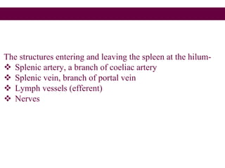 The structures entering and leaving the spleen at the hilum-
 Splenic artery, a branch of coeliac artery
 Splenic vein, branch of portal vein
 Lymph vessels (efferent)
 Nerves
 