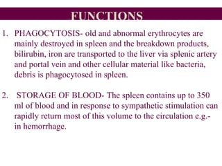 FUNCTIONS
1. PHAGOCYTOSIS- old and abnormal erythrocytes are
mainly destroyed in spleen and the breakdown products,
bilirubin, iron are transported to the liver via splenic artery
and portal vein and other cellular material like bacteria,
debris is phagocytosed in spleen.
2. STORAGE OF BLOOD- The spleen contains up to 350
ml of blood and in response to sympathetic stimulation can
rapidly return most of this volume to the circulation e.g.-
in hemorrhage.
 