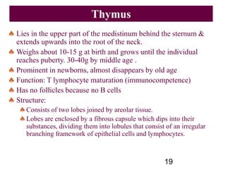 Lies in the upper part of the medistinum behind the sternum &
extends upwards into the root of the neck.
Weighs about 10-15 g at birth and grows until the individual
reaches puberty. 30-40g by middle age .
Prominent in newborns, almost disappears by old age
Function: T lymphocyte maturation (immunocompetence)
Has no follicles because no B cells
Structure:
Consists of two lobes joined by areolar tissue.
Lobes are enclosed by a fibrous capsule which dips into their
substances, dividing them into lobules that consist of an irregular
branching framework of epithelial cells and lymphocytes.
19
Thymus
 