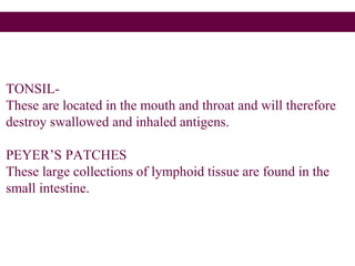 TONSIL-
These are located in the mouth and throat and will therefore
destroy swallowed and inhaled antigens.
PEYER’S PATCHES
These large collections of lymphoid tissue are found in the
small intestine.
 
