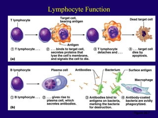Lymphocyte Function
Figure 20.7
 