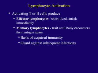 Lymphocyte Activation
• Activating T or B cells produce
• Effector lymphocytes - short-lived, attack
immediately
• Memory lymphocytes - wait until body encounters
their antigen again
• Basis of acquired immunity
• Guard against subsequent infections
 