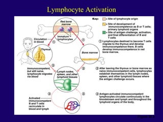 Lymphocyte Activation
Figure 20.8
 