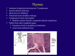 Thymus
• Immature lymphocytes develop into T lymphocytes
• Secretes thymic hormones
• Most active in childhood
• Functional tissue atrophies with age
• Composed of cortex and medulla
• Medulla contains Hassall’s corpuscles (thymic corpuscles)
• Differs from other lymphoid organs
• Functions strictly in lymphocyte maturation
• Arises from epithelial tissue
 
