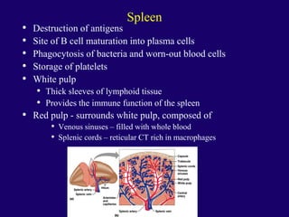 Spleen
• Destruction of antigens
• Site of B cell maturation into plasma cells
• Phagocytosis of bacteria and worn-out blood cells
• Storage of platelets
• White pulp
• Thick sleeves of lymphoid tissue
• Provides the immune function of the spleen
• Red pulp - surrounds white pulp, composed of
• Venous sinuses – filled with whole blood
• Splenic cords – reticular CT rich in macrophages
 