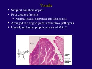 Tonsils
• Simplest lymphoid organs
• Four groups of tonsils
• Palatine, lingual, pharyngeal and tubal tonsils
• Arranged in a ring to gather and remove pathogens
• Underlying lamina propria consists of MALT
 