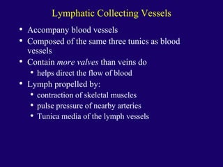 Lymphatic Collecting Vessels
• Accompany blood vessels
• Composed of the same three tunics as blood
vessels
• Contain more valves than veins do
• helps direct the flow of blood
• Lymph propelled by:
• contraction of skeletal muscles
• pulse pressure of nearby arteries
• Tunica media of the lymph vessels
 
