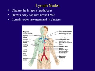 Lymph Nodes
• Cleanse the lymph of pathogens
• Human body contains around 500
• Lymph nodes are organized in clusters
 