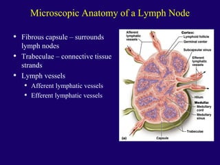 Microscopic Anatomy of a Lymph Node
• Fibrous capsule – surrounds
lymph nodes
• Trabeculae – connective tissue
strands
• Lymph vessels
• Afferent lymphatic vessels
• Efferent lymphatic vessels
 