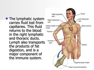 The lymphatic system carries fluid lost from capillaries. This fluid returns to the blood in the right lymphatic and thoracic ducts. Lymph also transports the products of fat digestion, and is a major component of the immune system. 