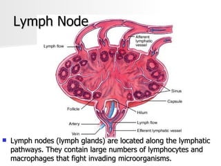Lymph Node Lymph nodes (lymph glands) are located along the lymphatic pathways. They contain large numbers of lymphocytes and macrophages that fight invading microorganisms. 