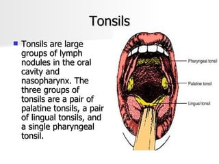 Tonsils Tonsils are large groups of lymph nodules in the oral cavity and nasopharynx. The three groups of tonsils are a pair of palatine tonsils, a pair of lingual tonsils, and a single pharyngeal tonsil.  