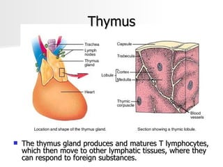 Thymus The thymus gland produces and matures T lymphocytes, which then move to other lymphatic tissues, where they can respond to foreign substances.  