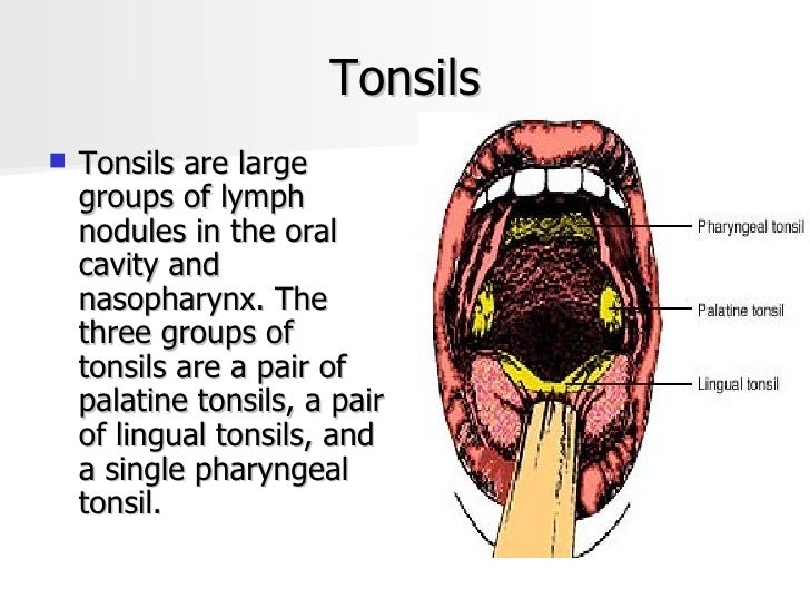 Lymphatic System